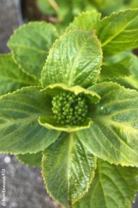 Knospe Hortensie