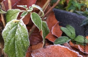 Raureif auf Hortensie