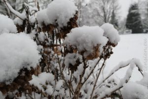 Schnee auf Hortensien