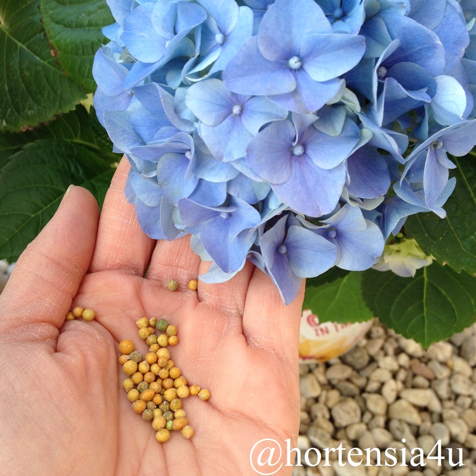 Mrz: Jetzt wird erstmals gedngt - HortensiaHortensia