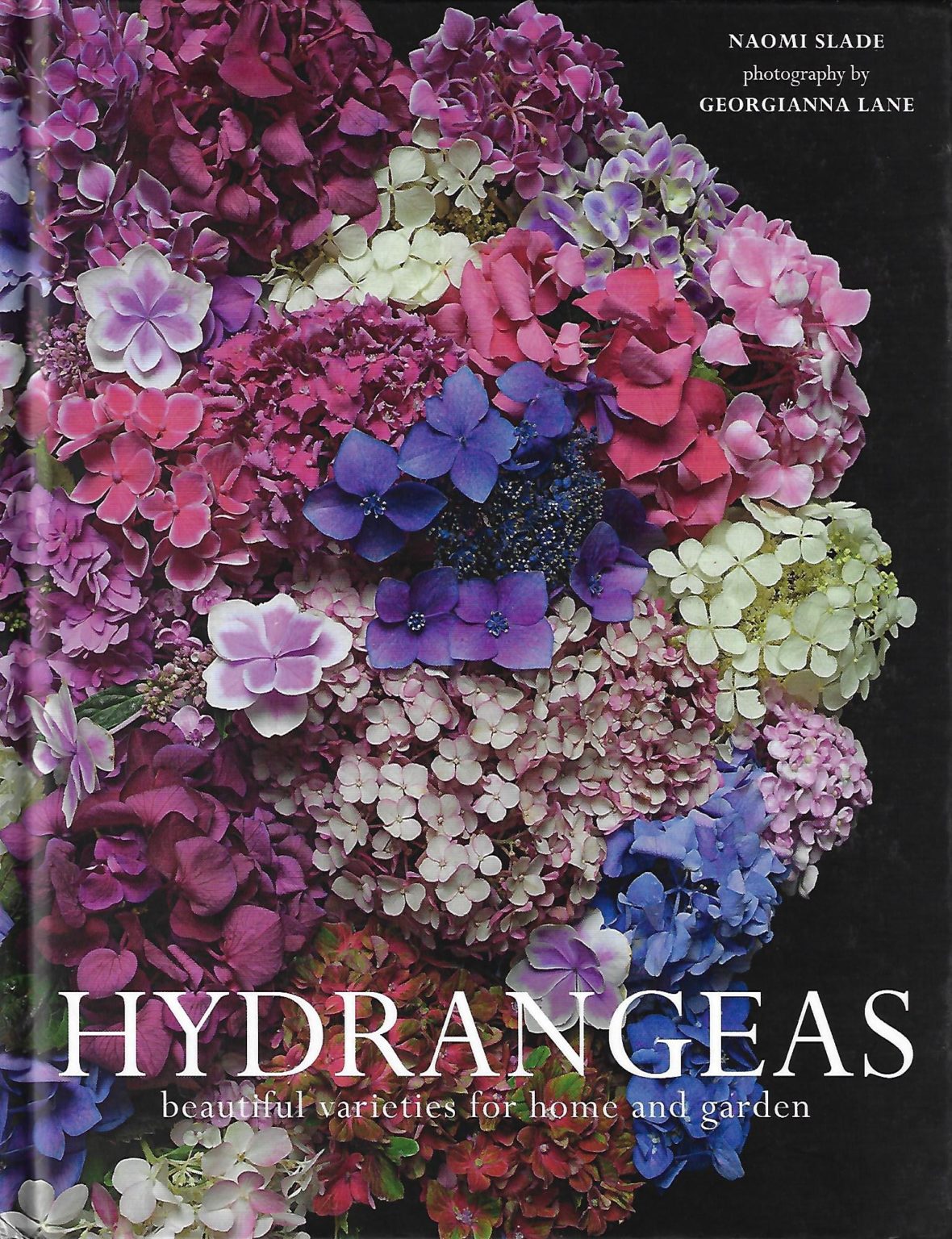 Hortensia Das Besondere für SieHortensia Das Besondere für Sie