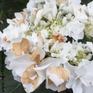 hydrangea Hortensie weiße Blüten werden braun Sonnenbrand