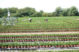 Hortensia Hortensien Vermehrung Feldarbeit