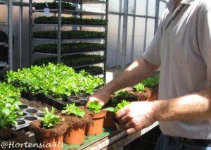 Hortensie Topfen Vermehrung Topfmaschine Pellens