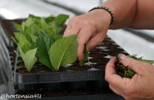 Hortensie Steckling Vermehrung