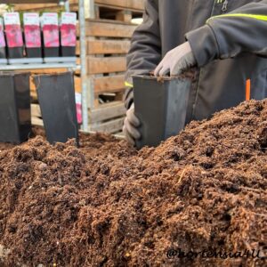 Hortensia Hydrangea Hortensien Erde Topfen Pflanzen torffrei