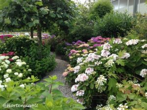 Hortensia Hortensien Hecke 