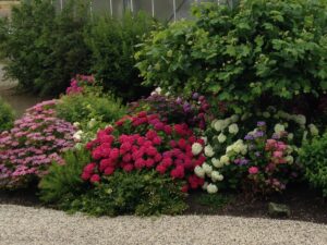 Hortensia Hortensien Hecke Blütenpracht